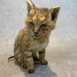 Taxidermy Jungle cat, Felis chaus. Zoo animal died of natural cause and with paperwork.