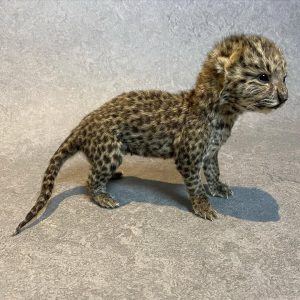 Taxidermy Leopard Cub, Size : 24 length, 15 wide ( with tail) 16 high (cm) Panthera pardus, zoo animal died of natural cause with proper paperwork