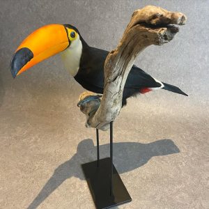 Stunning new made toco toucan taxidermy bird , zoo animal died of natural cause, seamless ring and with proper paperwork.