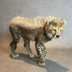 Taxidermy Cheetah cub , zoo animal died of natural cause and as always with proper paperwork