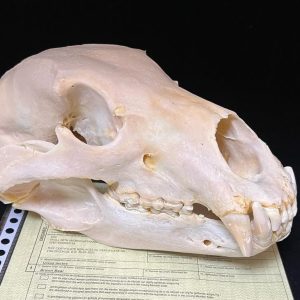 Brown Bear Skull, Ursus arctos zoo animal died of natural cause . Proper paperwork as always.