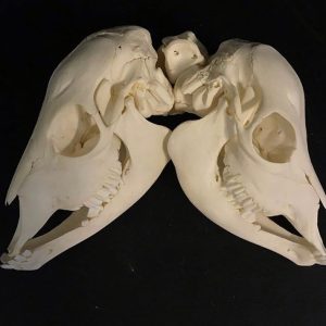 Two Headed Calf Skull