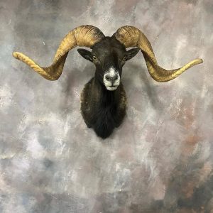 Black Hawaiian Sheep taxidermy