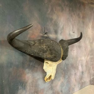 CAPE BUFFALO EURO MOUNT