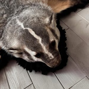 Badger rug