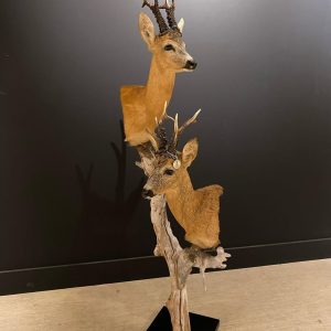 Roe deer shoulder mount