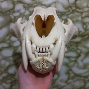 Bengal Tiger skull