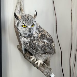 Great horned owl