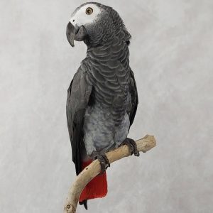 Beautiful Congo African grey parrot