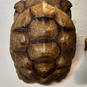 African Sulcata Tortoise Shell (32inL x 24inW x 15inD)