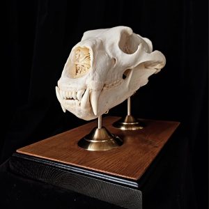 Huge  Polar bear skull