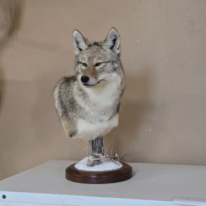 Pretty coyote pedestal!