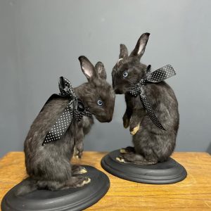 Black Rabbit taxidermy
