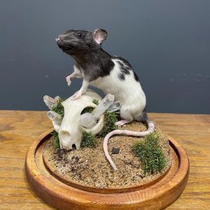 Beautiful Rat mount with cat skull