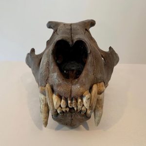 Cave lion skull A Pleistocene cave lion cranium from Russia. Discovered in several fragments, restored.