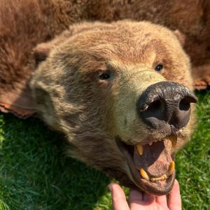 Big beautiful grizzly bear skin rug. Vintage (1970s-1980s), and in great shape. Double felted in shades of brown. Very professional work, with gorgeous golden-tipped fur so thick you can loose a hand in it!