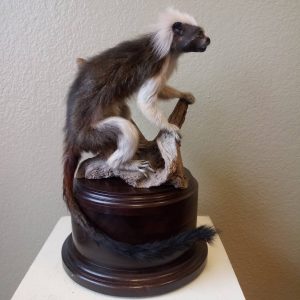 cotton top Tamarin monkey