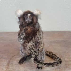 Grumpy fluffy marmoset