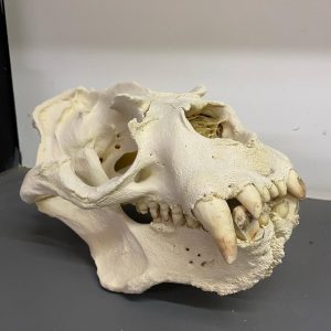 Sea Lion Skull