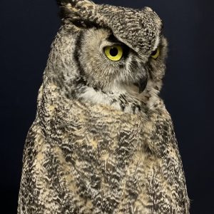Beautiful Great Horned Owl mount on snow habitat scene.