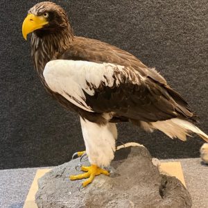 Steller's sea eagle