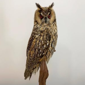 Long eared owl