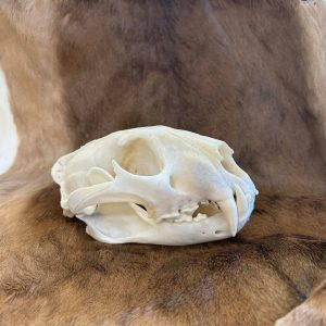 leopard skull  Some interesting facts on leopards: they are very solitary creatures, only socializing during mating season and when a mother has cubs. Many folks confuse leopards and jaguars - leopards can be found in Africa and Asia, whereas jaguars are found in South and Central America. Another way to spot the difference is with just that…their spots! Jaguars have rosettes with a distinct spot in the middle, whereas leopards have rosettes without that spot in the middle.