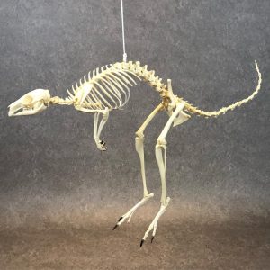 Wallaby skeleton