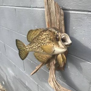 fish taxidermy near me