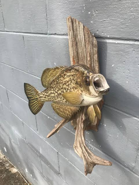 fish taxidermy near me