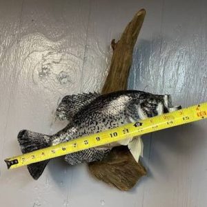 fish taxidermy near me