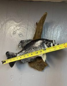 fish taxidermy near me