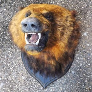 taxidermy bear